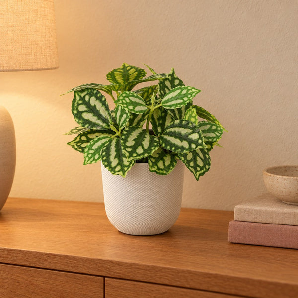 Künstliche Mini-Pflanze »Ice Water« (Pilea cadierei), Höhe ca. 8 cm