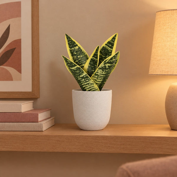Künstlicher Bogenhanf Laurentii (Sansevieria), Höhe ca. 21 cm