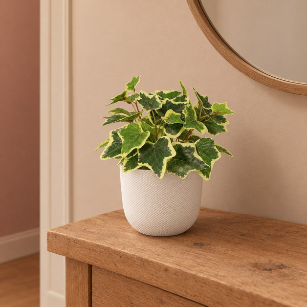 Künstlicher Efeu Weiß (Hedera helix), Höhe ca. 19 cm