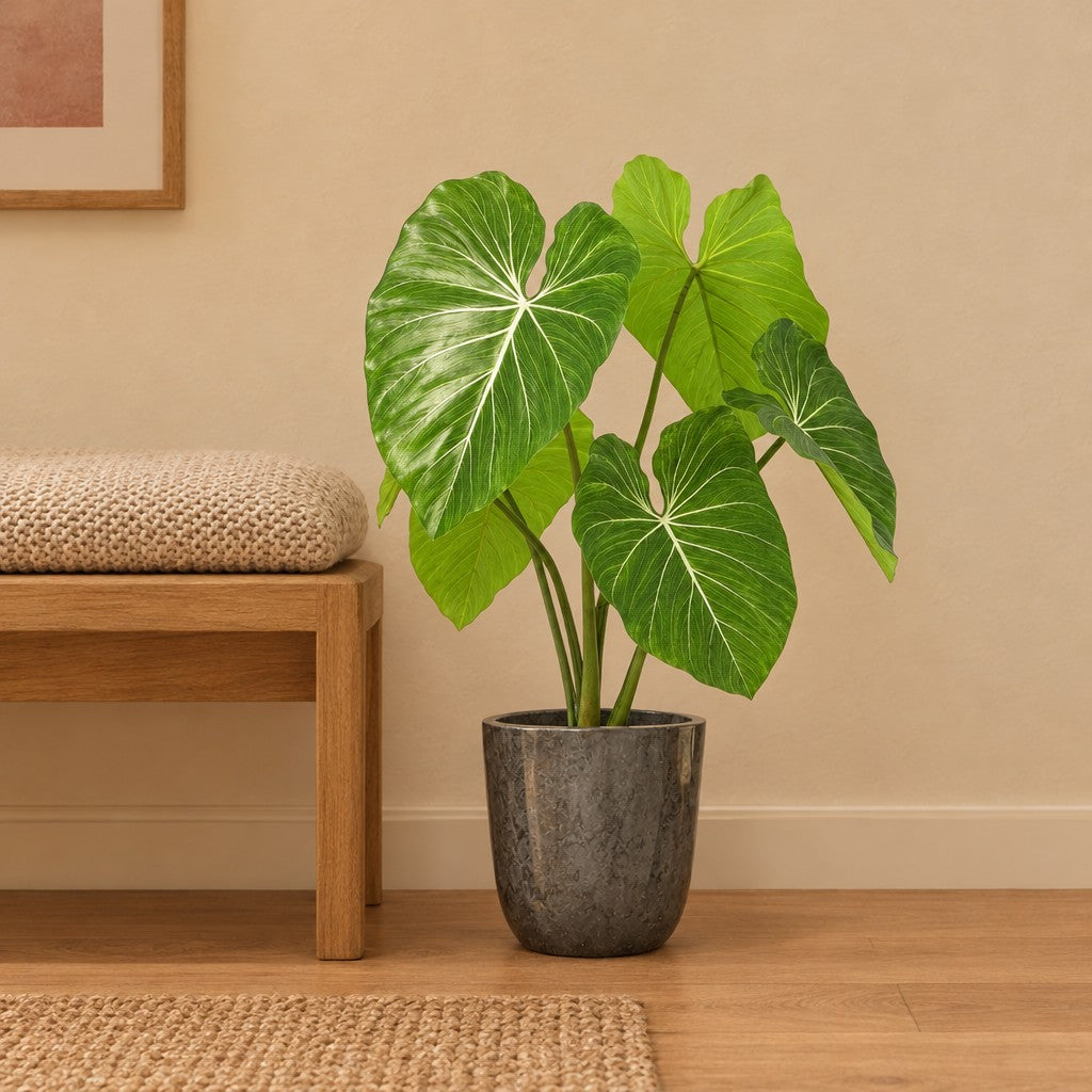 Künstlicher Philodendron, ca. 100 cm, mit Übertopf Palermo Marble Grau – Raumbild