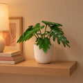Künstlicher Philodendron Xanadu (Philodendron 'Xanadu') mit Übertopf elho Jazz Round Weiß – Raumbild