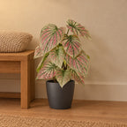 Künstliches Caladium Grün-Rosa mit Übertopf elho Brussels Round Anthrazit – Raumbild