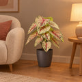 Künstliches Caladium Weiß-Rosa mit Übertopf elho Brussels Round Anthrazit – Raumbild