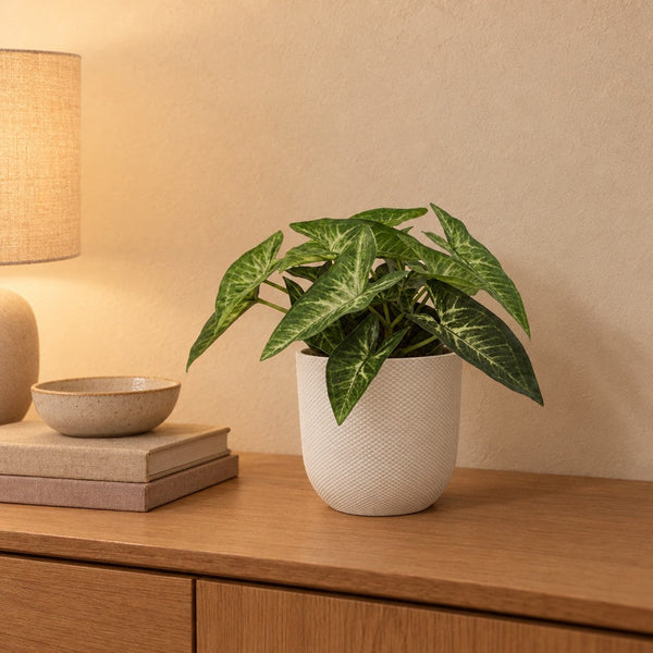 Künstliches Syngonium mit Übertopf elho Jazz Round Weiß