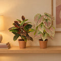 Farbenfrohes Blatt-Duo: Kroton (Codiaeum variegatum) und Caladium – Raumbild, alle Teile zusammen