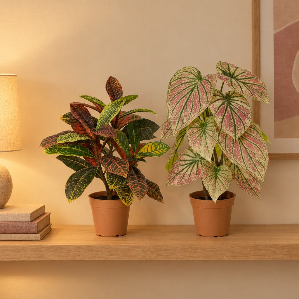Farbenfrohes Blatt-Duo: Kroton (Codiaeum variegatum) und Caladium – Raumbild, alle Teile zusammen