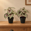 Künstliches Begonien-Duo (Begonia), UV-beständig – Raumbild, alle Teile zusammen