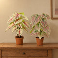 Künstliches Caladium-Duo Weiß-Rosa und Grün-Rosa – Raumbild, alle Teile zusammen