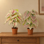 Künstliches Caladium-Duo Weiß-Rosa und Grün-Rosa – Raumbild, alle Teile zusammen