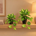 Künstliches Efeututen-Duo Variegata (Epipremnum aureum), 23 und 37 cm – Raumbild, alle Teile zusammen