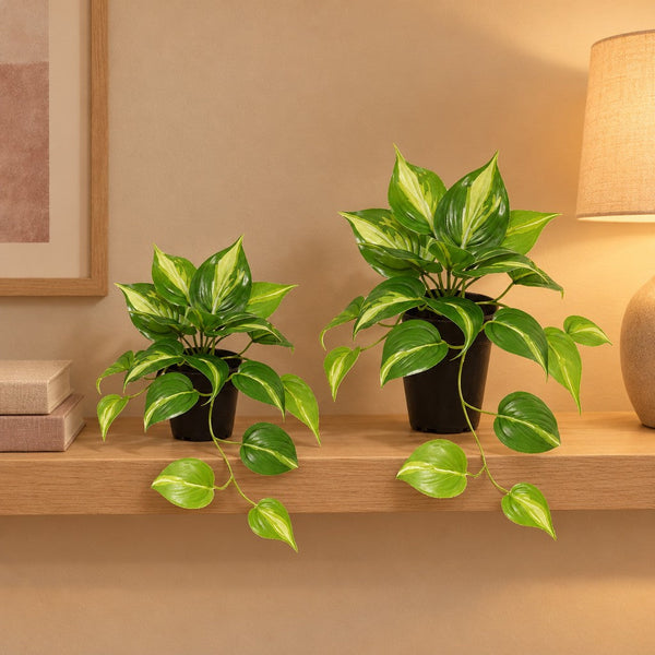 Künstliches Efeututen-Duo Variegata (Epipremnum aureum), Länge 23 und 37 cm