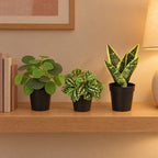 Künstliches Fensterbank-Trio: Ufopflanze (Pilea), Ice Water (Pilea cadierei) und Bogenhanf (Sansevieria) – Raumbild, alle Teile zusammen