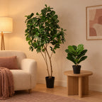 Künstliches Geigenfeigen-Duo groß und klein (Ficus lyrata) – Raumbild, alle Teile zusammen