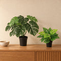 Künstliches Monstera-Duo (Monstera deliciosa und Monstera adansonii) – Raumbild, alle Teile zusammen