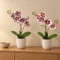 Künstliches Orchideen-Duo (Phalaenopsis) mit zwei Übertöpfen elho Jazz Round Weiß – Raumbild, alle Teile zusammen