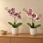 Künstliches Orchideen-Duo (Phalaenopsis) mit zwei Übertöpfen elho Jazz Round Weiß – Raumbild, alle Teile zusammen