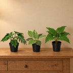 Künstliches Philodendron-Trio Xanadu, Birkin und Imperial Green (Philodendron) – Raumbild, alle Teile zusammen