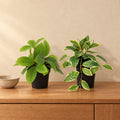 Künstliches Wachsblumen-Duo Grün und Variegata (Hoya) – Raumbild, alle Teile zusammen