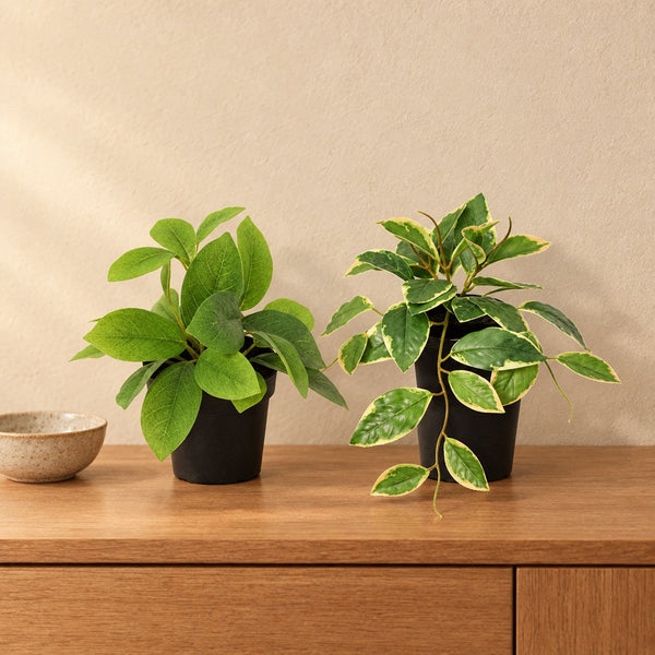 Künstliches Wachsblumen-Duo Grün und Variegata (Hoya)