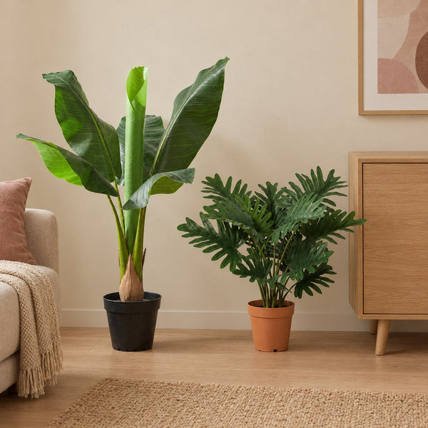 Urban-Jungle-Duo: Bananenpflanze (Musa) und Philodendron (Philodendron selloum)