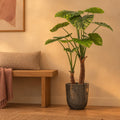 Künstliches Elefantenohr (Alocasia) – Raumbild, ca. 110 cm, Übertopf nicht enthalten