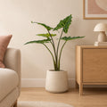 Künstliche Alocasia Frydek (Alocasia micholitziana 'Frydek') – Raumbild, ca. 80 cm, Übertopf nicht enthalten