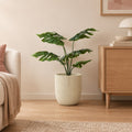 Künstliche Monstera (Monstera deliciosa), Löcherpflanze – Raumbild, ca. 85 cm, Übertopf nicht enthalten