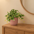 Künstliche Tradescantia, ca. 19 cm, Grün-Weiß – Raumbild, Übertopf nicht enthalten