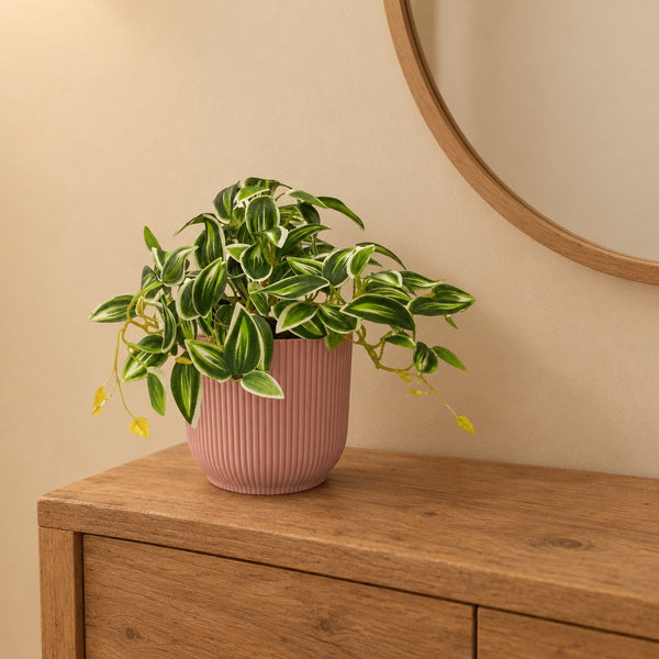 Künstliche Tradescantia, Länge ca. 19 cm, Grün-Weiß
