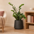 Künstliche Zamioculcas (Zamioculcas zamiifolia) – Raumbild, ca. 110 cm, Übertopf nicht enthalten