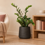 Künstliche Zamioculcas (Zamioculcas zamiifolia) – Raumbild, ca. 110 cm, Übertopf nicht enthalten