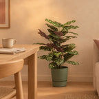 Künstliche Calathea, ca. 65 cm – Raumbild, Übertopf nicht enthalten