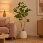 Künstlicher Ficus Umbrella (Ficus umbellata), ca. 125 cm – Raumbild, Übertopf nicht enthalten