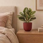 Künstliche Maranta, ca. 30 cm – Raumbild, Übertopf nicht enthalten
