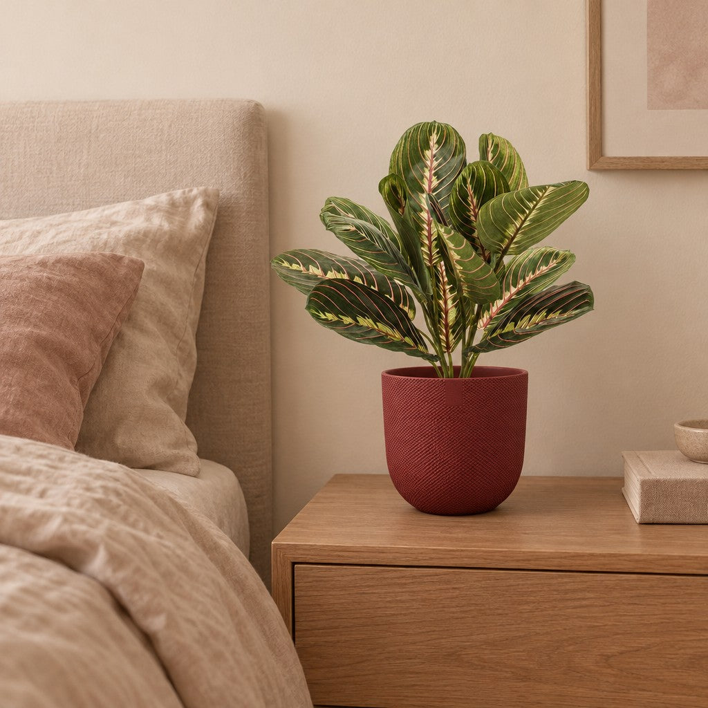 Künstliche Maranta, ca. 30 cm – Raumbild, Übertopf nicht enthalten