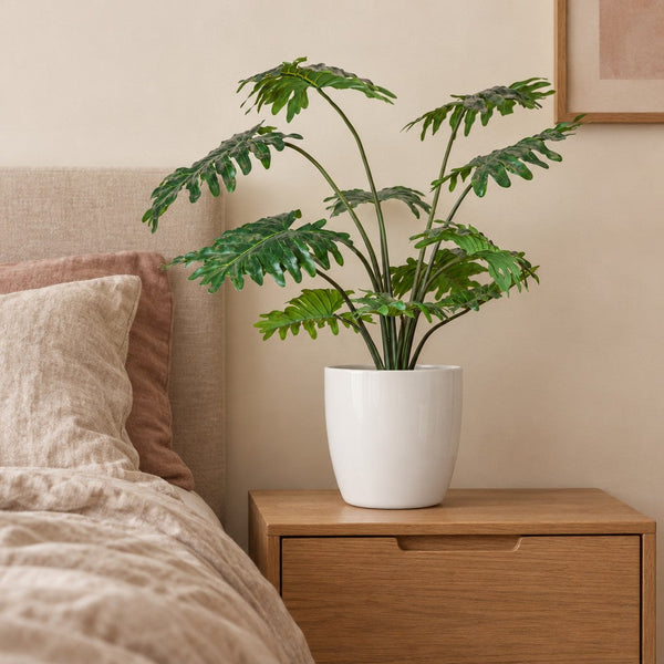 Künstlicher Philodendron (Philodendron selloum)