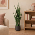 Künstliche Sansevieria Black Coral (Sansevieria trifasciata 'Black Coral'), ca. 97 cm – Raumbild, Übertopf nicht enthalten