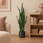 Künstliche Sansevieria Black Coral (Sansevieria trifasciata 'Black Coral'), ca. 97 cm – Raumbild, Übertopf nicht enthalten