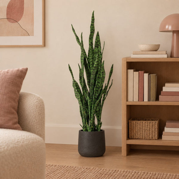 Künstliche Sansevieria Black Coral (Sansevieria trifasciata 'Black Coral'), Höhe ca. 97 cm