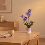 Übertopf Kolibri Home Bloom, Lila – Raumbild, so könnte es aussehen: mit Künstliche Vanda-Orchidee, Lila, Höhe ca. 60 cm (separat erhältlich), Pflanze nicht enthalten, Ø 12 cm