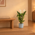 Pflanztasche »Plantbag« Altblau – Raumbild, so könnte es aussehen: mit Künstliches Einblatt (Spathiphyllum), Höhe ca. 90 cm (separat erhältlich), Pflanze nicht enthalten, Ø 22 cm