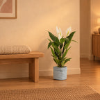 Pflanztasche »Plantbag« Altblau – Raumbild, so könnte es aussehen: mit Künstliches Einblatt (Spathiphyllum), Höhe ca. 90 cm (separat erhältlich), Pflanze nicht enthalten, Ø 22 cm