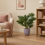 Übertopf elho Jazz Round Lavendellila – Raumbild, so könnte es aussehen: mit Künstlicher Philodendron (Philodendron selloum), Höhe ca. 70 cm (separat erhältlich), Pflanze nicht enthalten, Ø 26 cm
