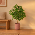 Übertopf elho Vibes Fold Round Rosa – Raumbild, so könnte es aussehen: mit Künstliche Schefflera, Höhe ca. 120 cm (separat erhältlich), Pflanze nicht enthalten, Ø 25 cm