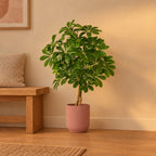 Übertopf elho Vibes Fold Round Rosa – Raumbild, so könnte es aussehen: mit Künstliche Schefflera, Höhe ca. 120 cm (separat erhältlich), Pflanze nicht enthalten, Ø 25 cm