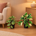 Künstliche Wachsblume Variegata (Hoya), Set aus 2 Pflanzen, Länge ca. 23 und 25 cm – Raumbild, alle Teile des Sets zusammen