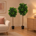 Künstlicher Geigenfeigenbaum (Ficus lyrata), Set aus 2 Bäumen, Höhe ca. 160 und 180 cm – Raumbild, alle Teile des Sets zusammen
