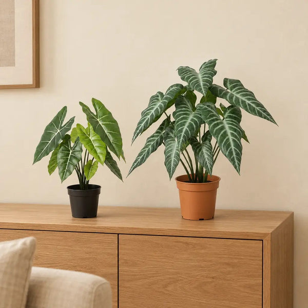 Künstliche Alocasia Polly (Alocasia 'Polly'), Set aus 2 Pflanzen, Höhe ca. 40 und 49 cm