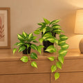 Künstliche Efeutute Variegata (Epipremnum aureum), Set aus 2 Pflanzen, Länge ca. 23 und 37 cm – Raumbild, alle Teile des Sets zusammen