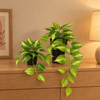 Künstliche Efeutute Variegata (Epipremnum aureum), Set aus 2 Pflanzen, Länge ca. 23 und 37 cm – Raumbild, alle Teile des Sets zusammen